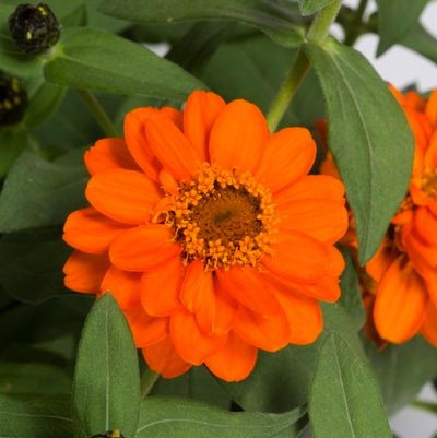  Zinnia Profusion Double Fire,Zinnia Profusion Series, Zinnia Elegans 'Profusion, Zinnia angustifolia 'Profusion', Zinnia x hybrida 'Profusion', Drought tolerant plants, heat tolerant plants, Humidity tolerant plants, Low maintenance plants